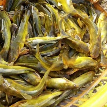 黄骨鱼品类黄沙古鱼苗批发 成活率高 活体运输 良种水产基地
