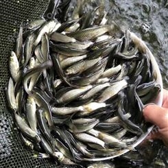 淡水加州鲈鱼苗 反季节卢鱼苗 3-4厘米优鲈1号鱼苗